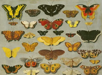 Schmetterlinge